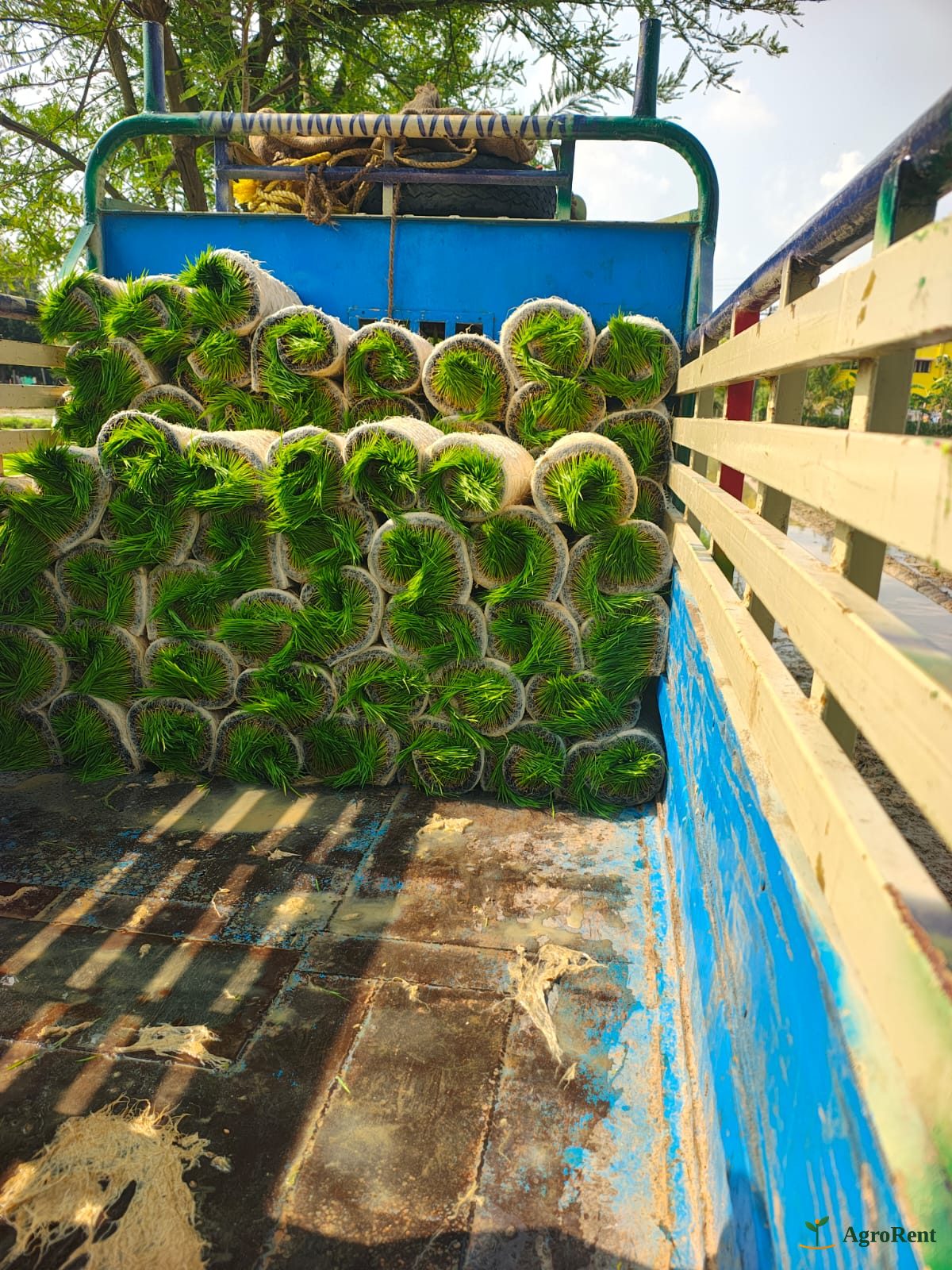 Rice plant seedlings 